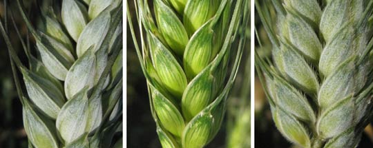 Diversité observée chez les blés durs (T. durum) et apparentés sauvages © BOULAT Emmanuelle / DIDIER Audrey / INRA